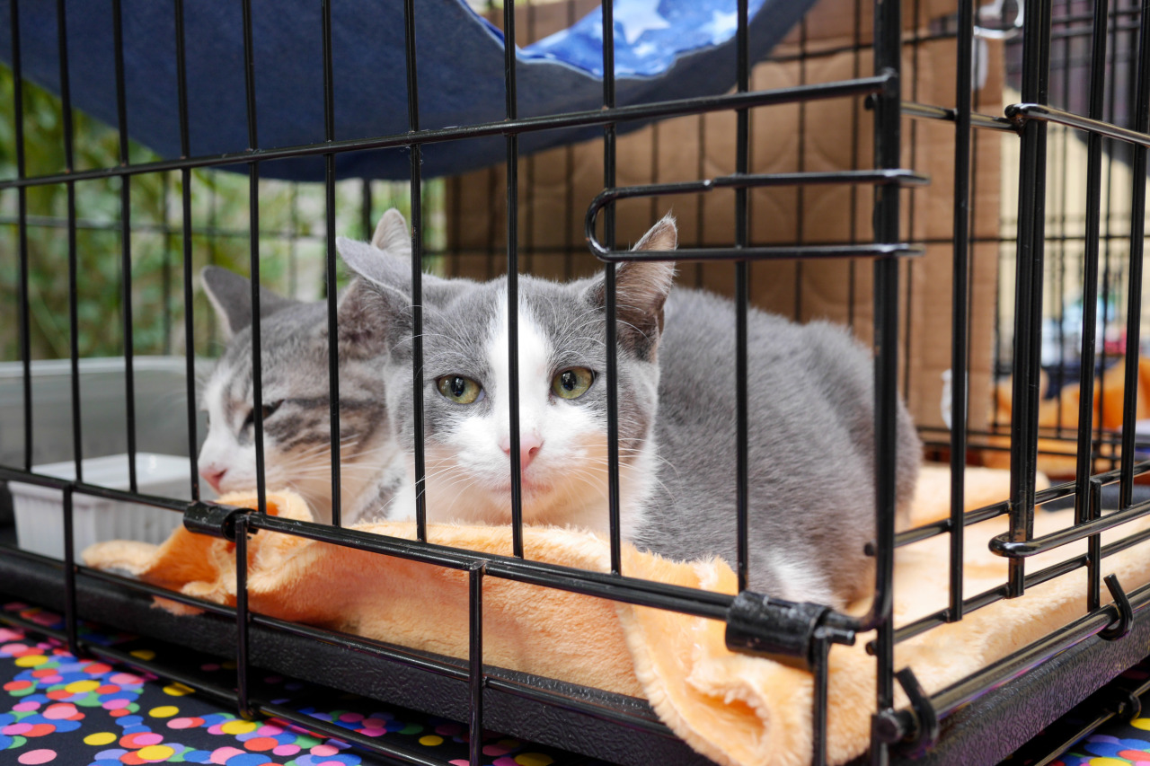 Positive Cat Adoption Events Brooklyn Photography