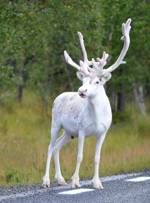world reindeer