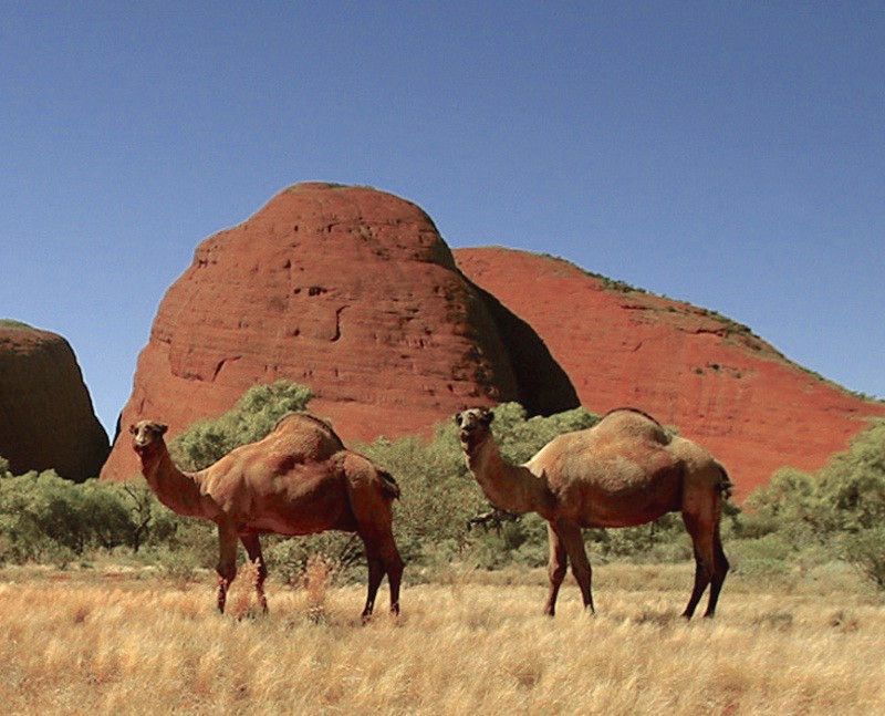 Let's Go Wild — Australian Feral Camel Most of Australia’s camels...