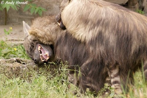 luffik:I just discovered that brown hyenas exist and I am...