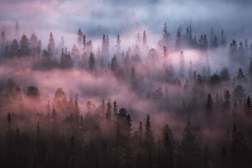 melodyandviolence:Tranquil forest  Iso-Syöte, Finland...