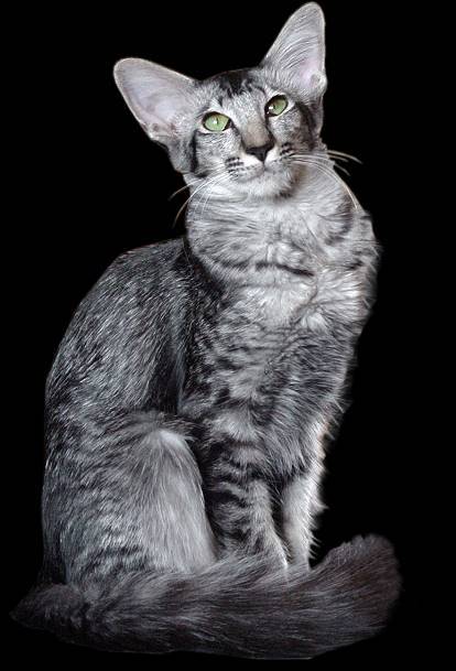 long haired silver spotted tabby cat