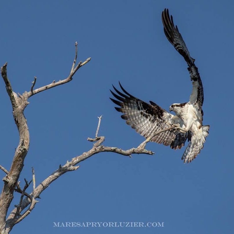 adult osprey