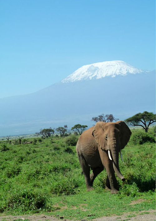 Best Amboseli National Park Day Tour