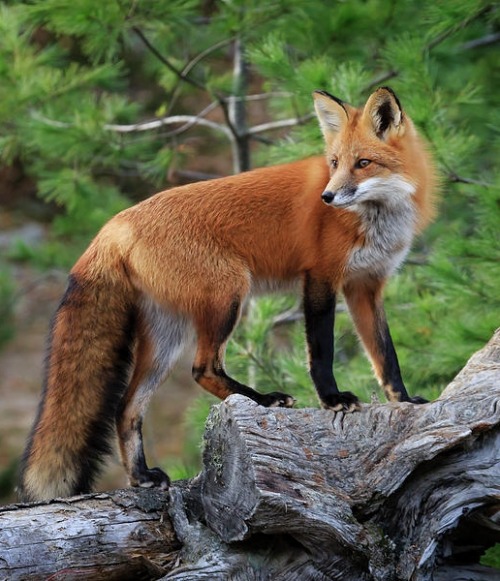 beautiful-wildlife:Red Fox by © Gary Hall