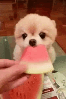 cute puppy gifs | WiffleGif