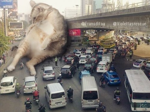 veracityinbloom:catsbeaversandducks:Catzillas: Giant Cats In...