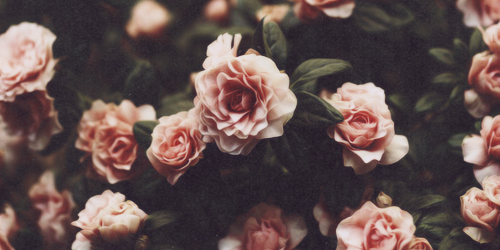 floral header | Tumblr