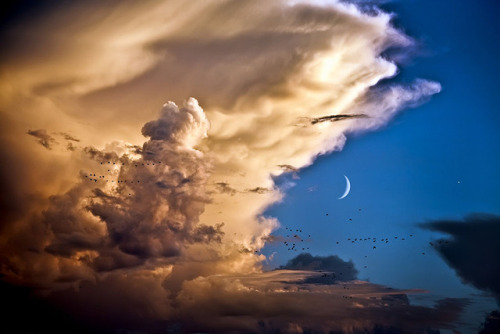 astronomyblog:Clouds, Birds, Moon, Venus Image Credit: Isaac...