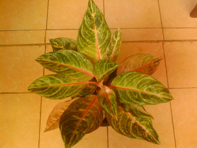 Pistol Haute Tanaman Hias Daun Aglaonema  TANAMAN 