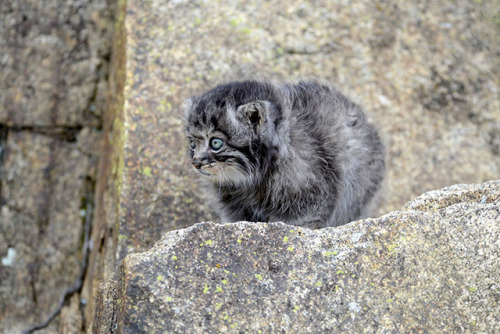 cuteanimals-only:Rescued Pallas’s cat kitten eye colour...