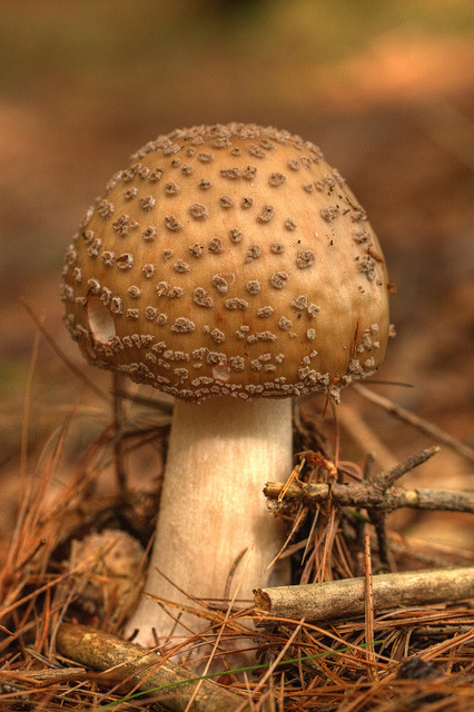 blooms-and-shrooms:One Big Amanita by mghornak on Flickr.