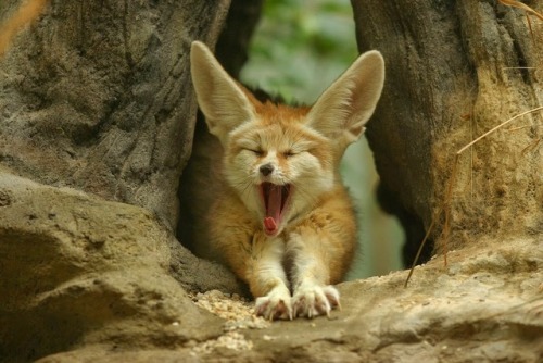 cute-n-adorable:Sleepy ❤️You yawned.