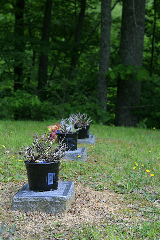 Grave Places — My family’s cemetery in the Appalachian mountains...