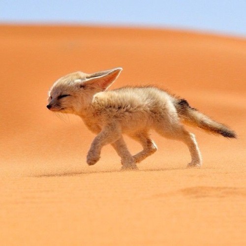 Blessed fennec