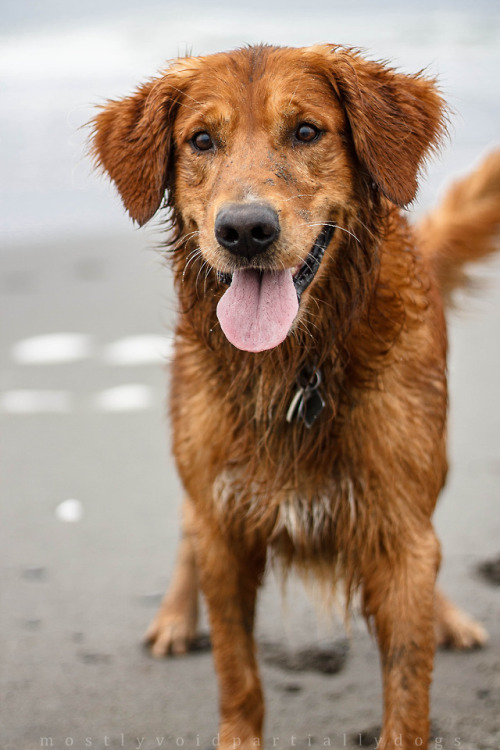 mostlyvoidpartiallydogs:six years old and still has puppy...