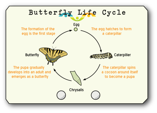 Life Cycle of a Butterfly