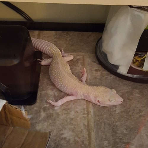 exceptionalreptile:I recently moved Lemonade’s tank to right...