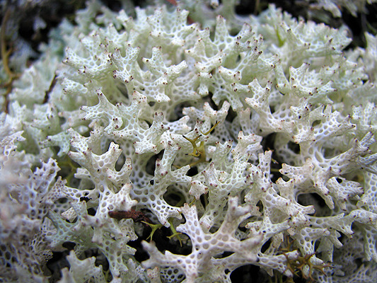 cyan-biologist: Coral lichen - Cladia retipora... - Cyan-Biologist