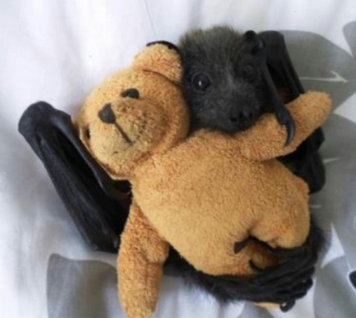 baby bat plush toy