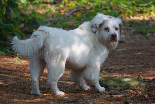 abarkinthepark:Cotton