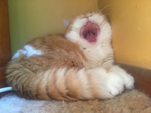 justcatposts:she screm