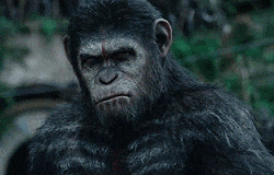 apes strong together gif