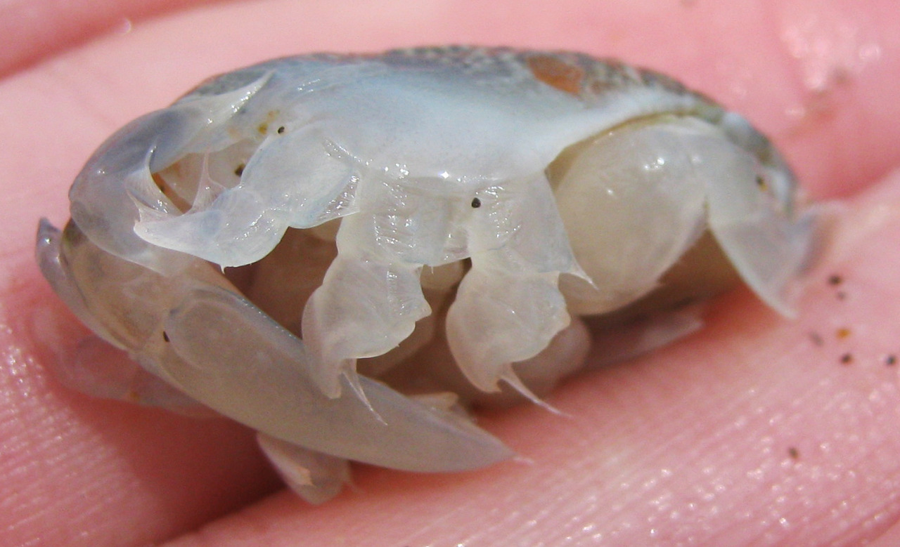 photapir — California Mole Crabs (or Pacific Sand Crabs, if...