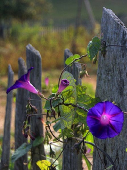 flowersgardenlove:Morning glory Beautiful gorgeous pretty...