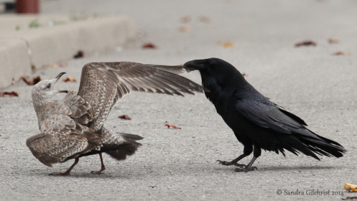 thalassarche:Common Raven (Corvus corax) teasing a gull (Larus...