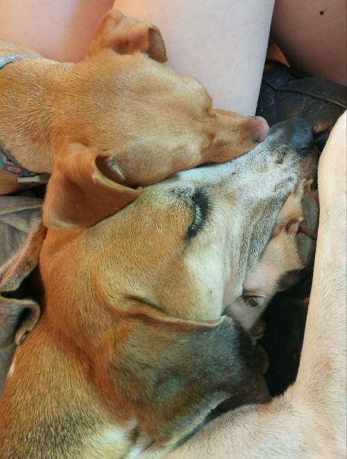 livingwithfurbabies