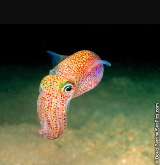 baby squid on Tumblr