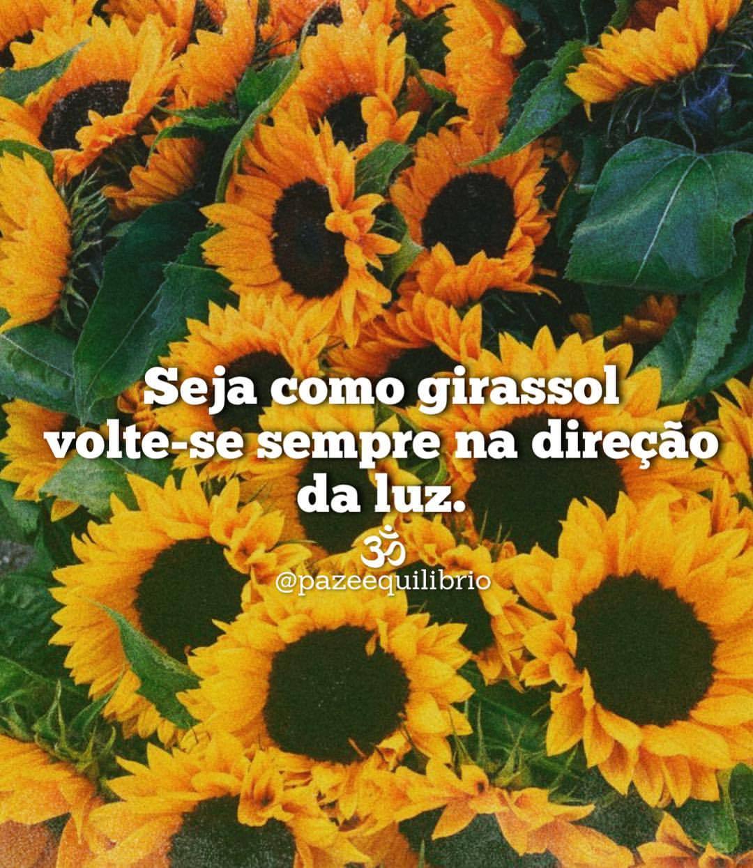 Featured image of post Frases Sobre Ser Girassol O girassol simboliza a luz do sol a vivacidade e a alegria por isso voc pode presentear uma pessoa com um buqu ou at mesmo com a planta em vaso