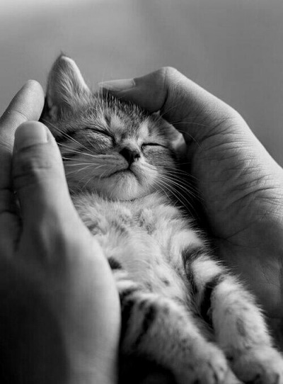 webkinz cuddle cat