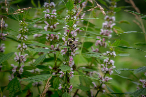 microcosmicobservations:Bee on motherwort (Leonurus cardiaca) -...