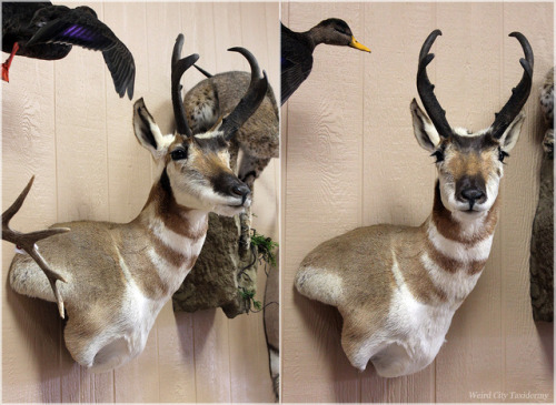 weirdcitytaxidermy