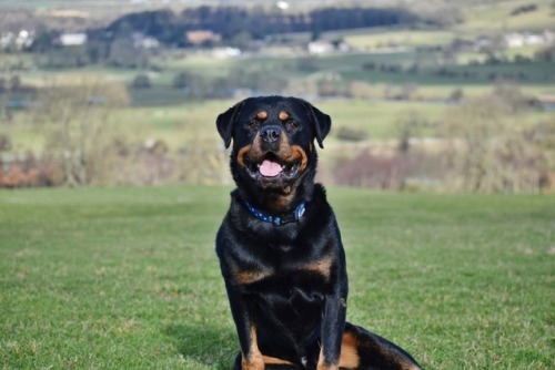 ollietherottweiler:My favourite pictures of Ollie in Yorkshire