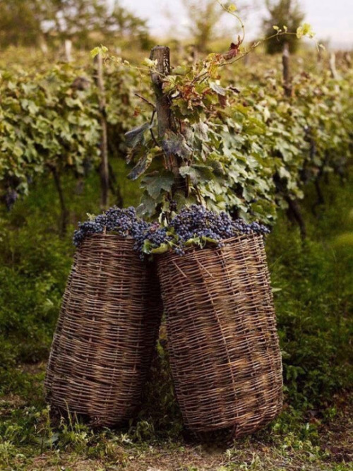 coisasdetere:Vinho tinto …