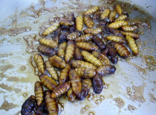 silkworm larvae food