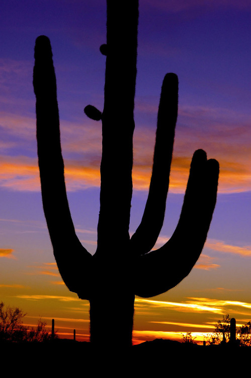 Arizona Nature