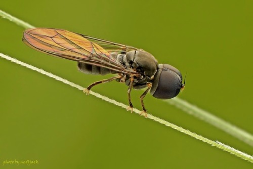 wapiti3:macro photography by Shu-Shin Chin 