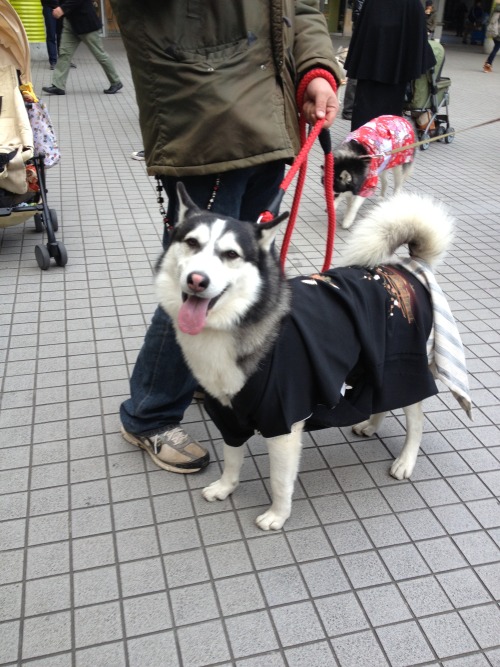 manafromheaven:candidcantrix:So, I was out in Odaiba with my...