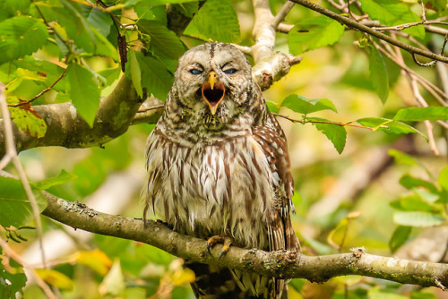 bsharp321:Barred Owl with the nictitating membrane blue eye...