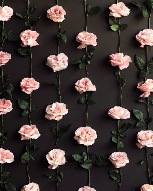  pink  roses  Tumblr 