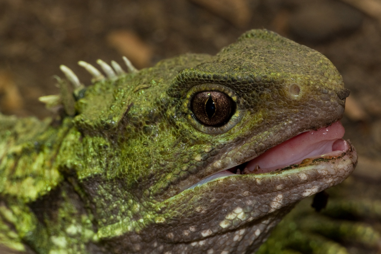 Reptiles and amphibians are sometimes thought of...