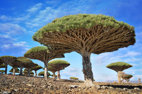 usedkarma:ladyinterior:Magnificent Trees Around the Worlddo...