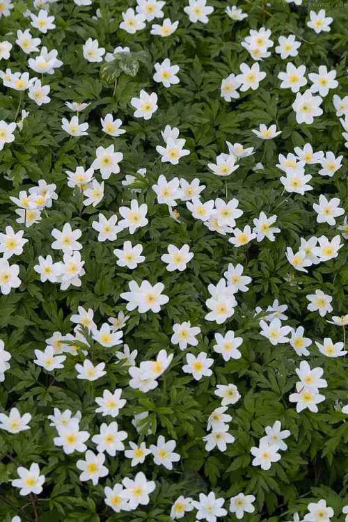 white windflower | Tumblr