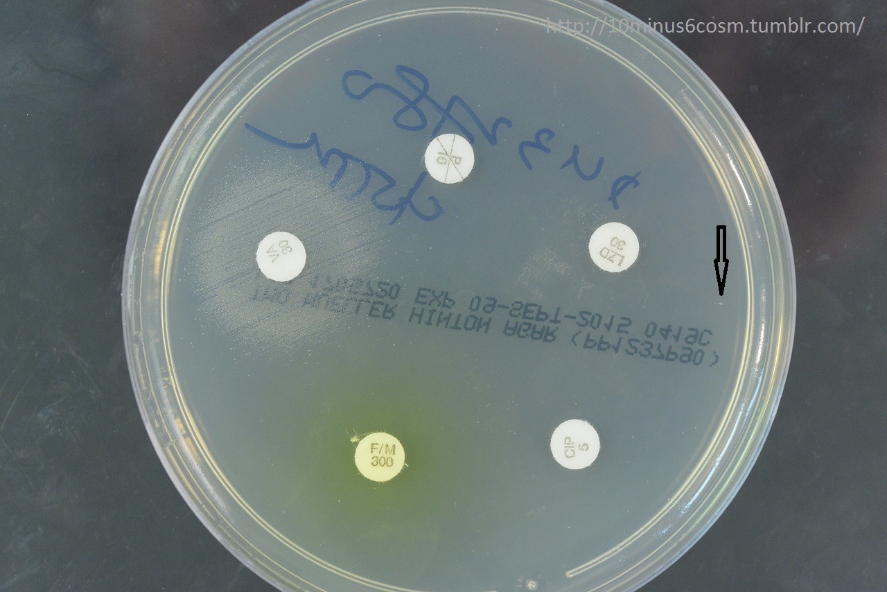 MICROCOSM | Vancomycin-dependent Enterococci (VDE)