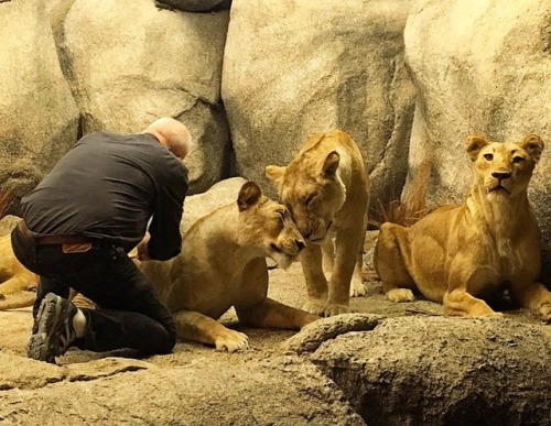 New Lionesses are finally snuggling up in their diorama at the...