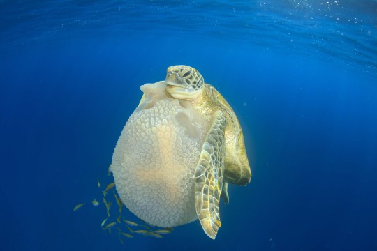 Leatherback Sea Turtle Mouth Inside